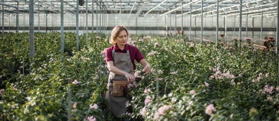 Activités agricoles exonérées de CFE : à condition que l’activité soit agricole !